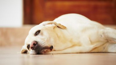 The Link Between Boredom and Destructive Behaviors in Pets