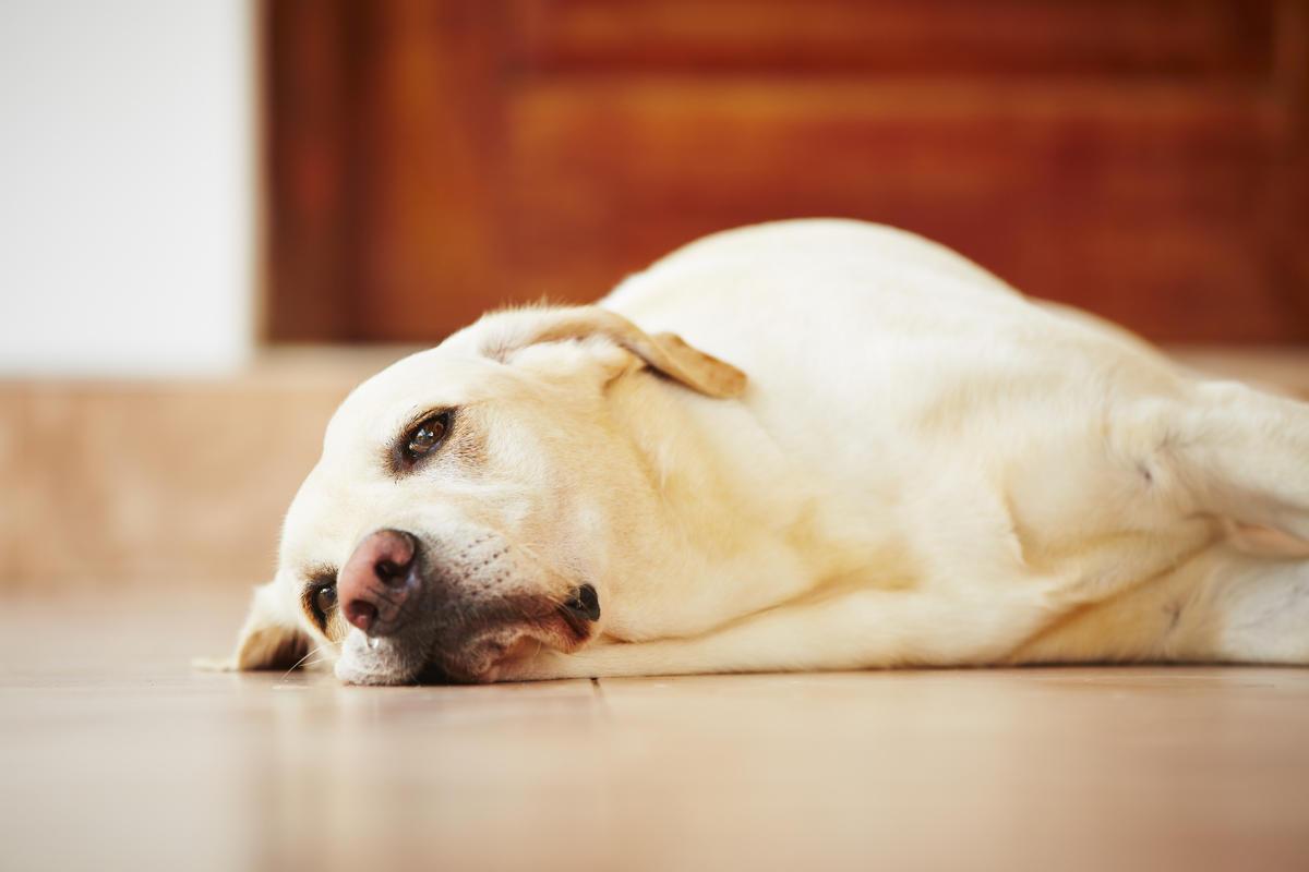 The Link Between Boredom and Destructive Behaviors in Pets