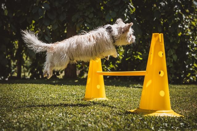 Strategies for training a dog not to bark at visitors