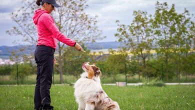 How to teach your dog to settle down at home