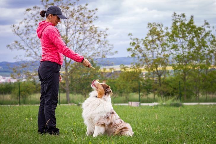 How to teach your dog to settle down at home