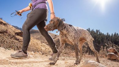 How to train dogs to ignore distractions while off-leash