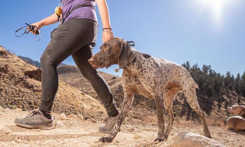 How to train dogs to ignore distractions while off-leash