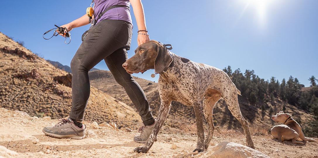 How to train dogs to ignore distractions while off-leash