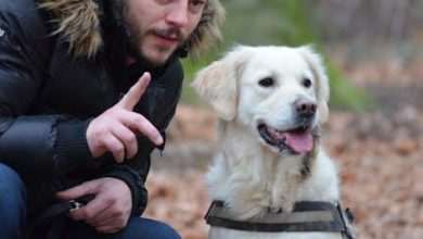 How to train a dog to stop chasing after cars