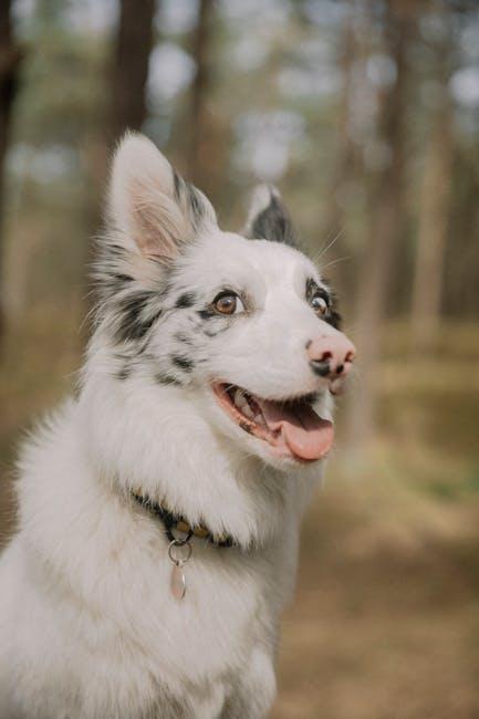 Promoting Peace: Ensuring Every Pet Feels Secure and Valued