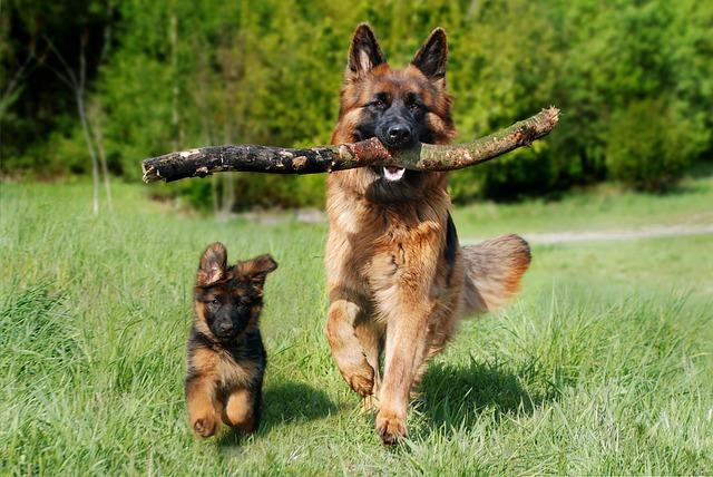 The Best Way to Teach Your Dog to Behave in Crowded Places