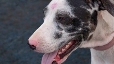 How to socialize a dog to reduce aggressive tendencies