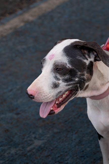 How to socialize a dog to reduce aggressive tendencies