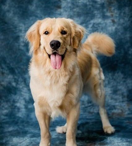 How to Stop a Dog From Barking at Specific Triggers Permanently