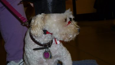 How to Train Your Dog to Stay Calm Around Other Pets