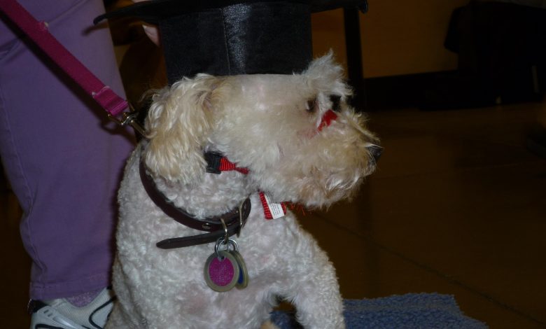 How to Train Your Dog to Stay Calm Around Other Pets