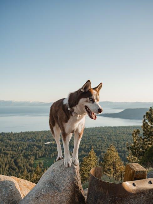 Understanding Canine Anxiety Triggers