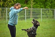 Should Positive Reinforcement Be Used Exclusively in Dog Training