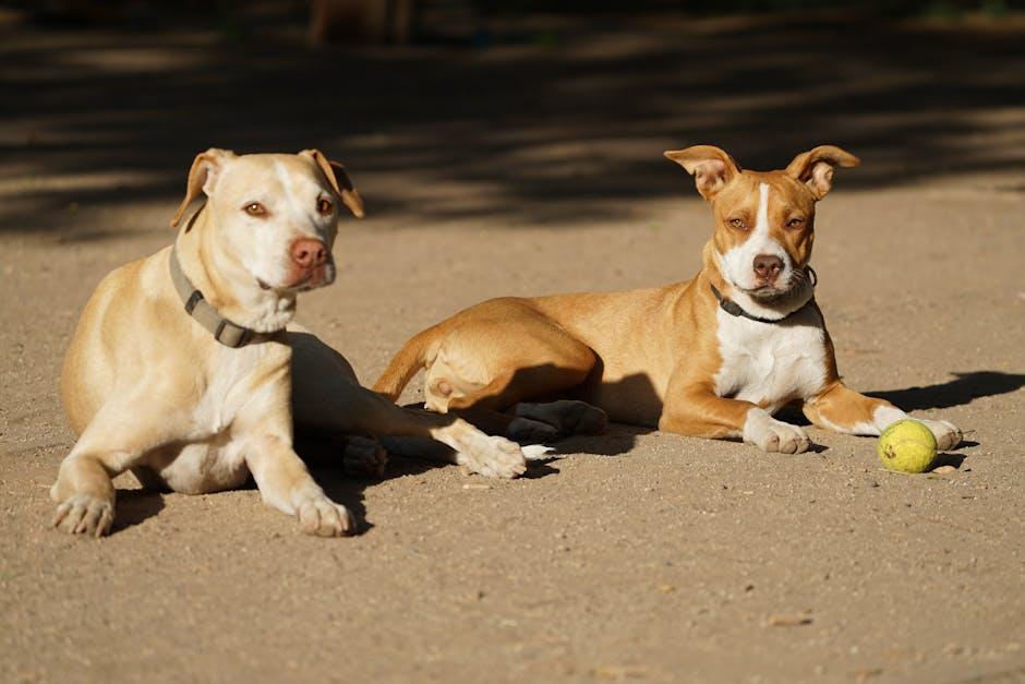 Essential Safety Measures for Conducting Group Classes with Aggressive Dogs