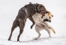 Teaching Your Dog to Behave Calmly Around Guests