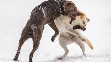 Teaching Your Dog to Behave Calmly Around Guests