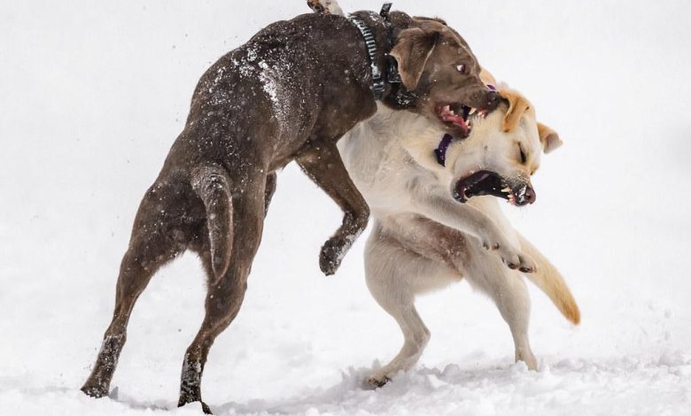 Teaching Your Dog to Behave Calmly Around Guests