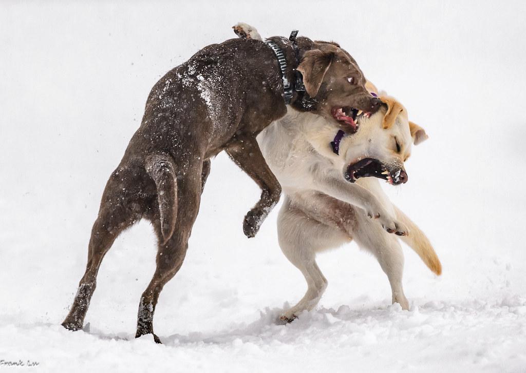 Teaching Your Dog to Behave Calmly Around Guests