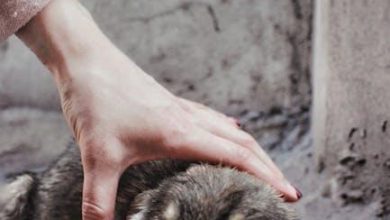 How to Help a Dog Overcome Fear of New Places