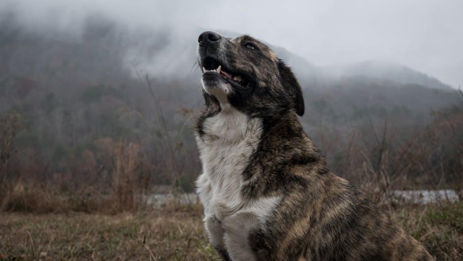 How to Stop Your Dog From Barking When Left Alone