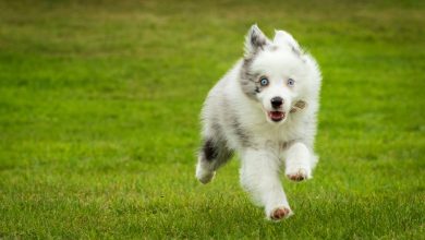 Simple Steps to Reward Good Behavior in Your Dog