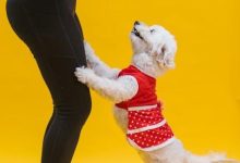 How to use positive reinforcement training to reduce barking
