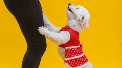 How to use positive reinforcement training to reduce barking