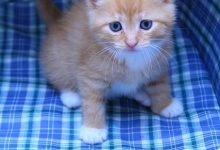 How to Help a Timid Dog Overcome Fear of Other Dogs