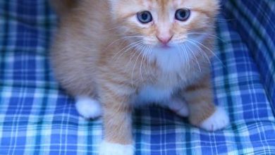 How to Help a Timid Dog Overcome Fear of Other Dogs