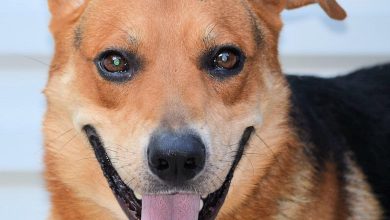 How to safely introduce a dog to large crowds
