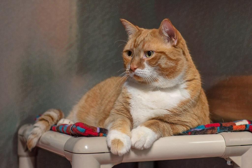 Practical Tips for Encouraging Sociability in Pets