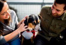 Advanced Behavior Techniques for Dogs with Separation Anxiety