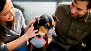 Advanced Behavior Techniques for Dogs with Separation Anxiety