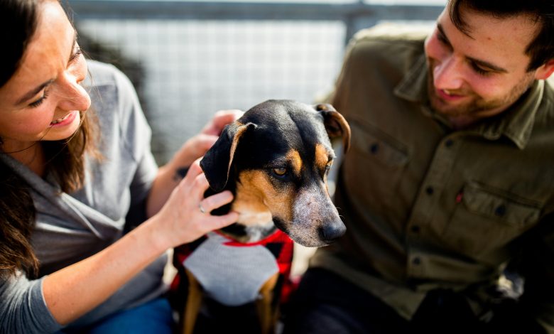 Advanced Behavior Techniques for Dogs with Separation Anxiety