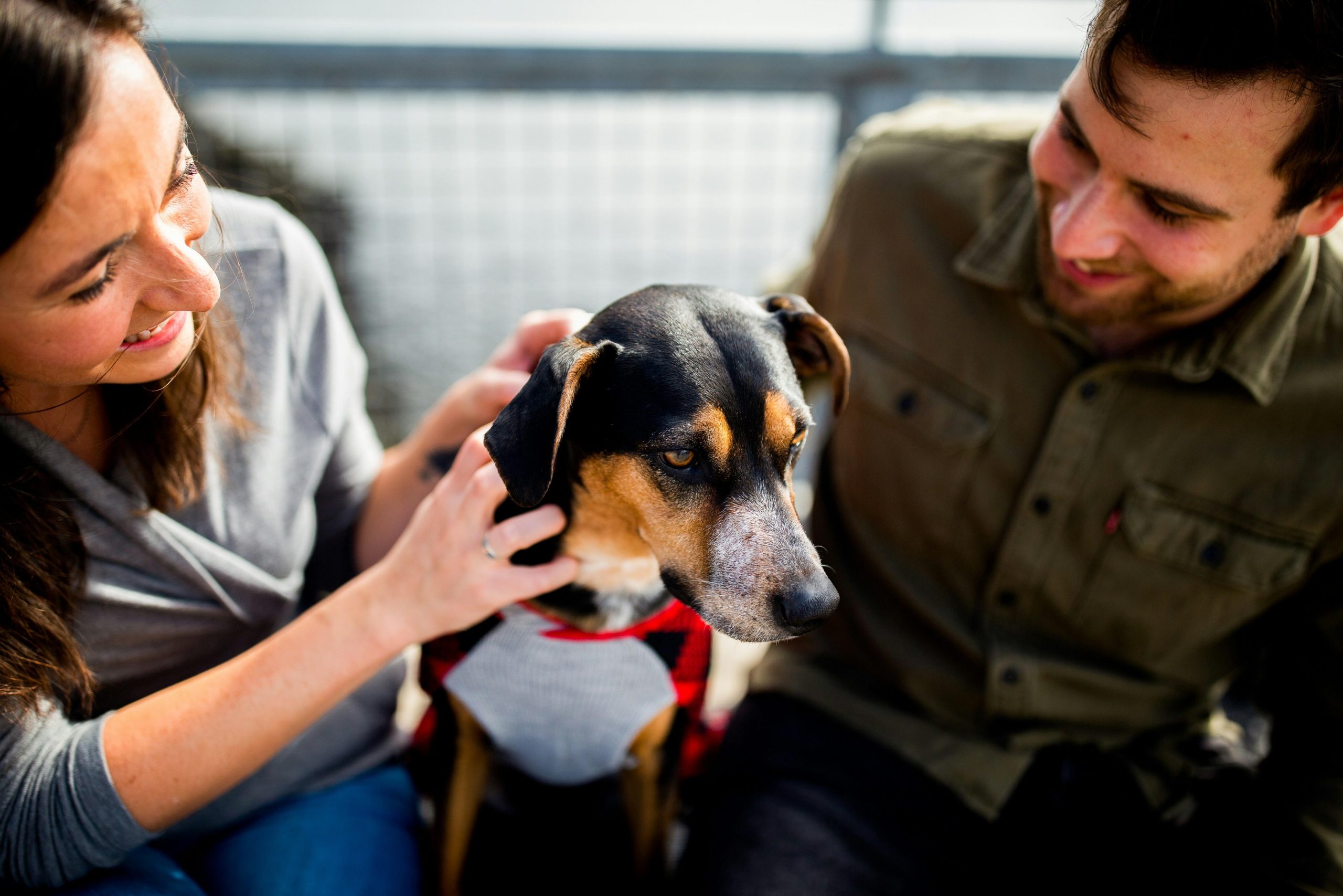Advanced Behavior Techniques for Dogs with Separation Anxiety