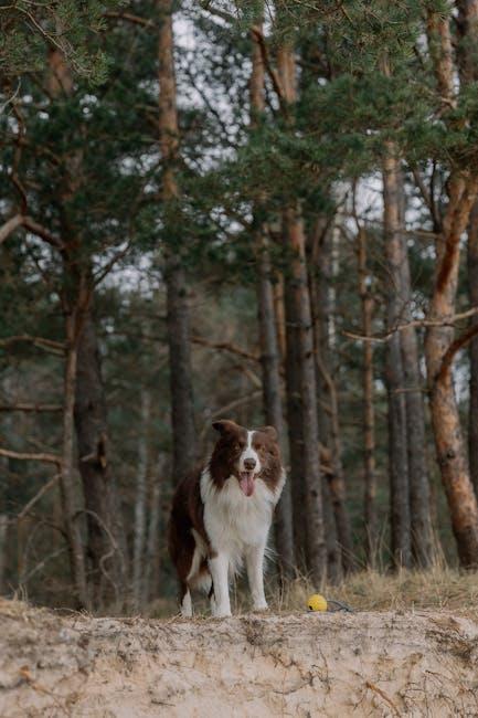 Encouraging Healthy Play for a Happy Pet