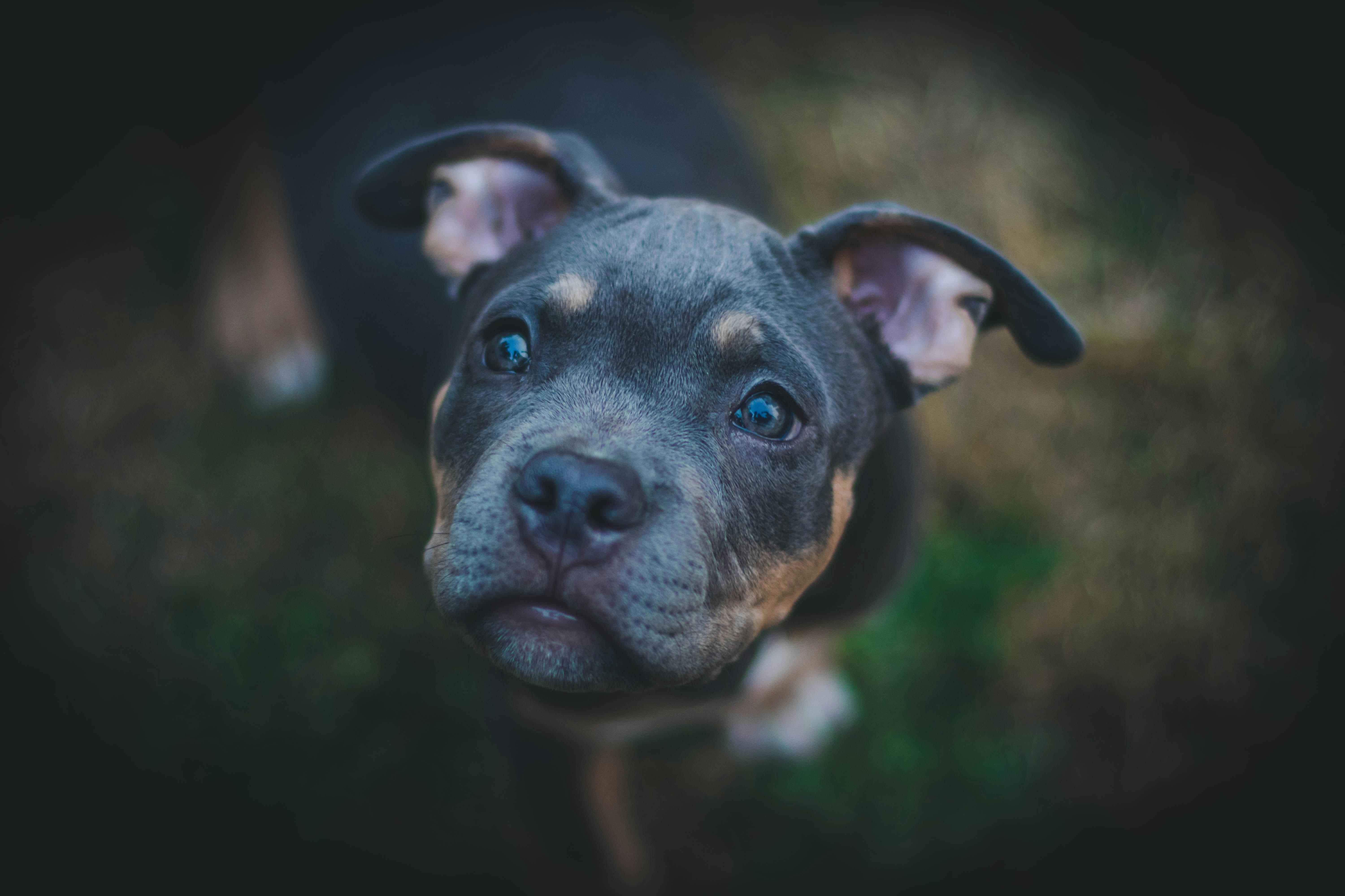 Understanding Canine Behavior: The Root Causes of Jumping