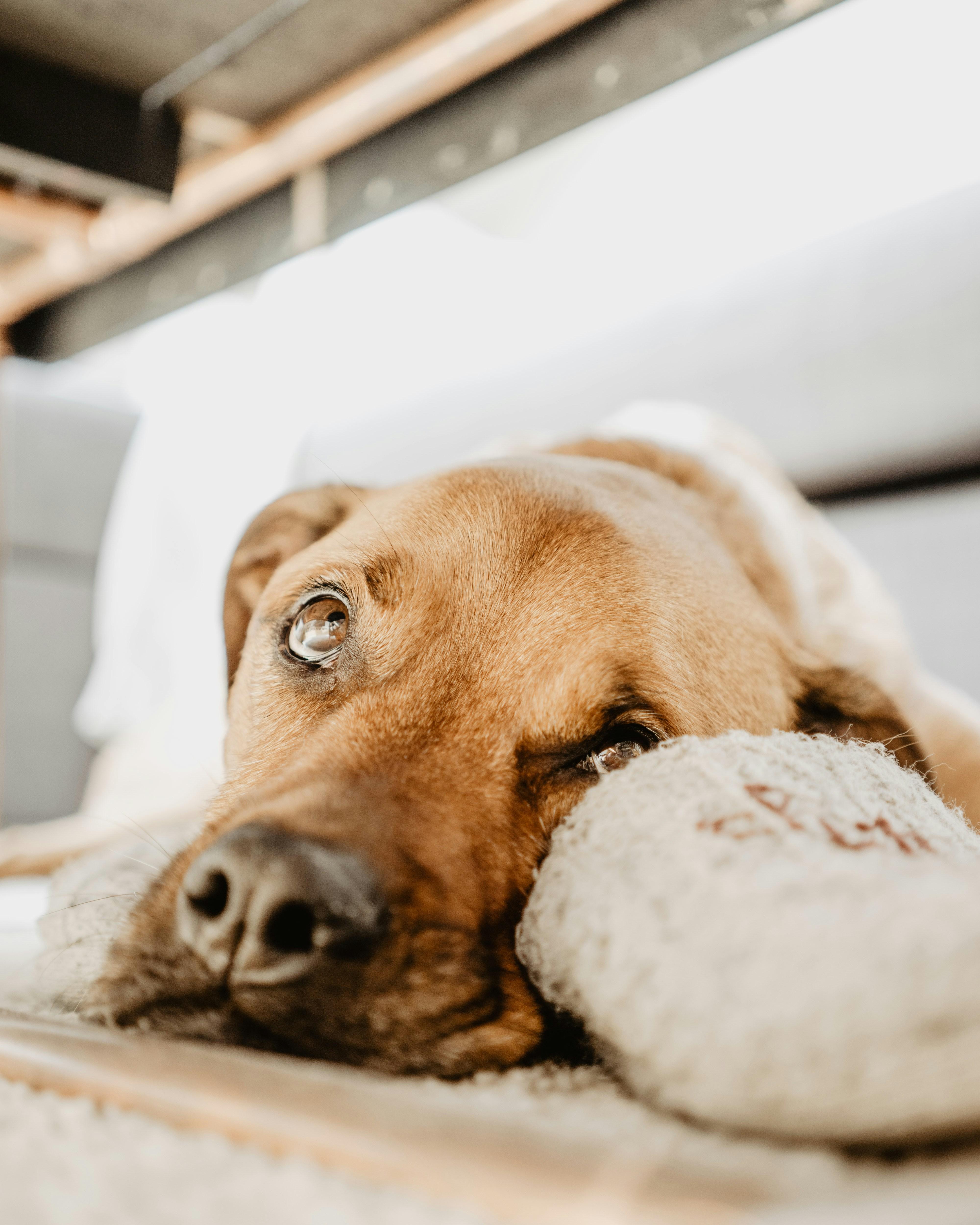 Creating a Safe Space for Your Dogs Comfort