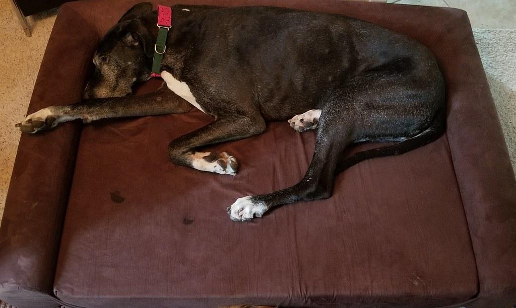 Tailored Rewards: Matching Incentives to Your Dogs Unique Preferences