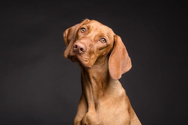 Understanding​ Canine⁣ Behavior and Communication