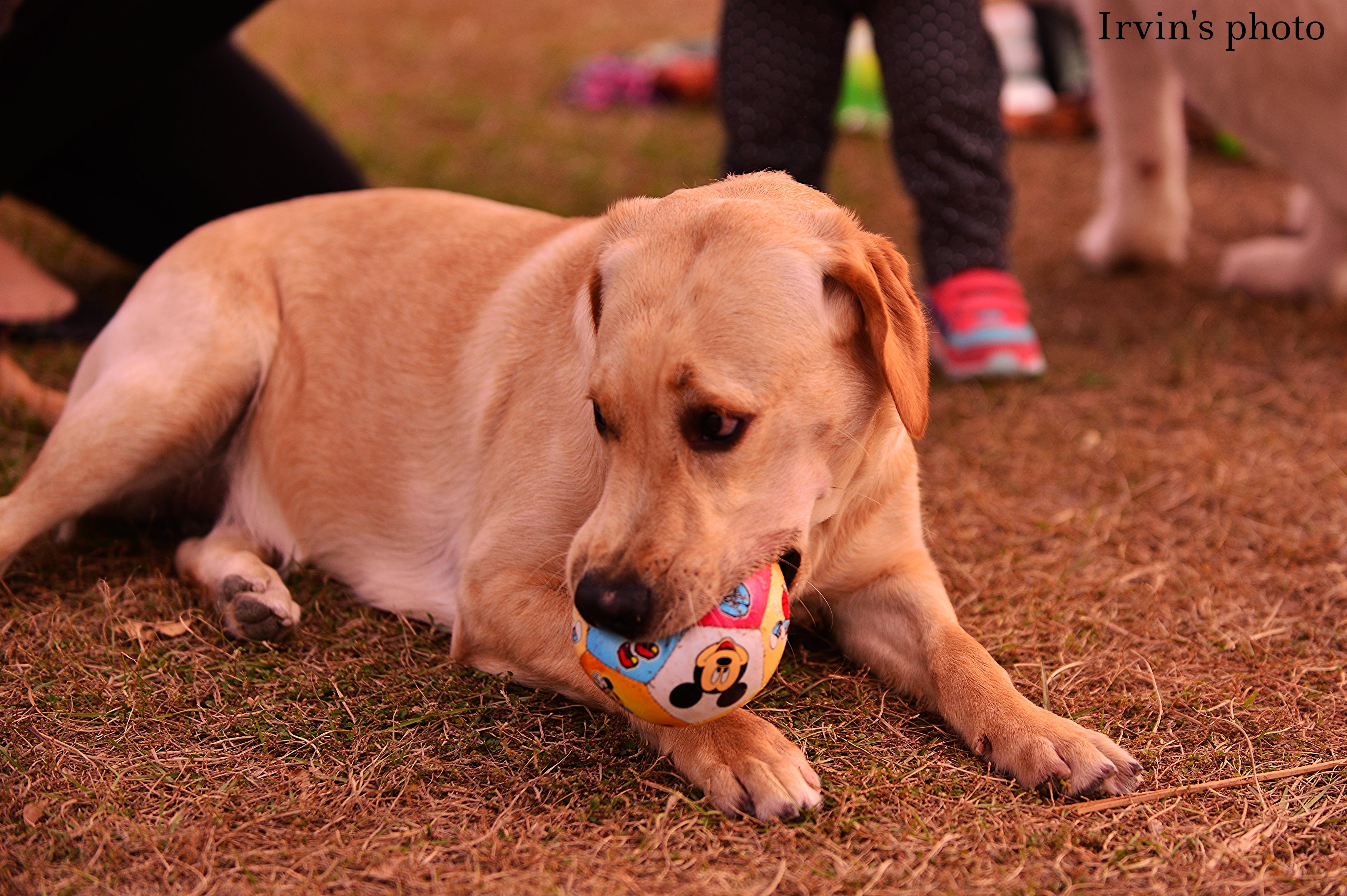 Tailoring Play to Your Dogs Unique Personality