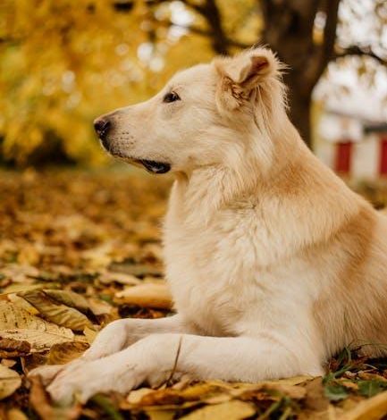 How to Train a Reactive Dog to Stay Calm Around Other Pets