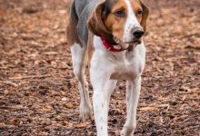 Socialization Training to Help Your Dog Be Calm Around Cats