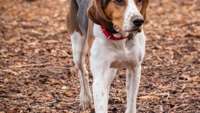 Socialization Training to Help Your Dog Be Calm Around Cats