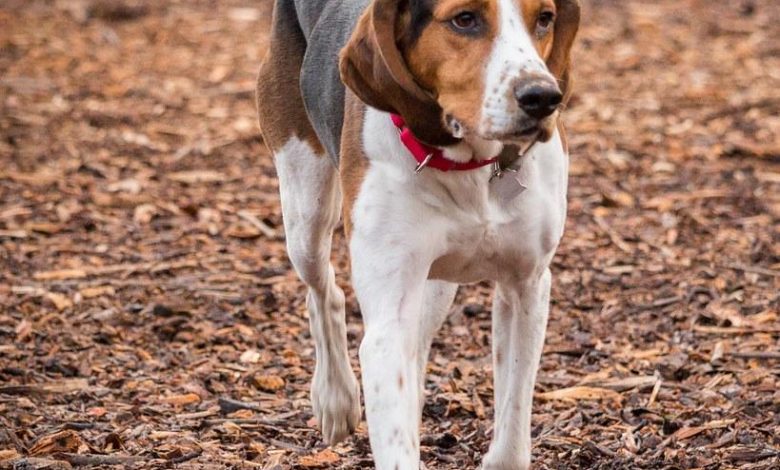 Socialization Training to Help Your Dog Be Calm Around Cats