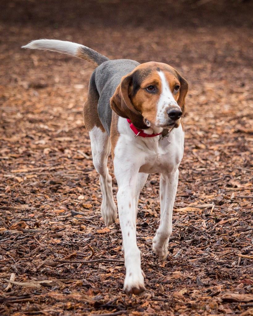 Socialization Training to Help Your Dog Be Calm Around Cats