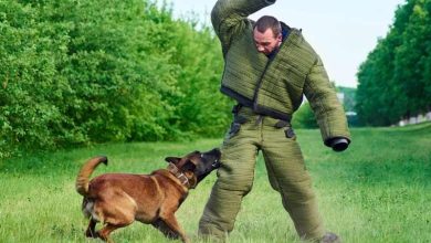 Should Dogs Be Trained to Avoid Interaction With Strangers