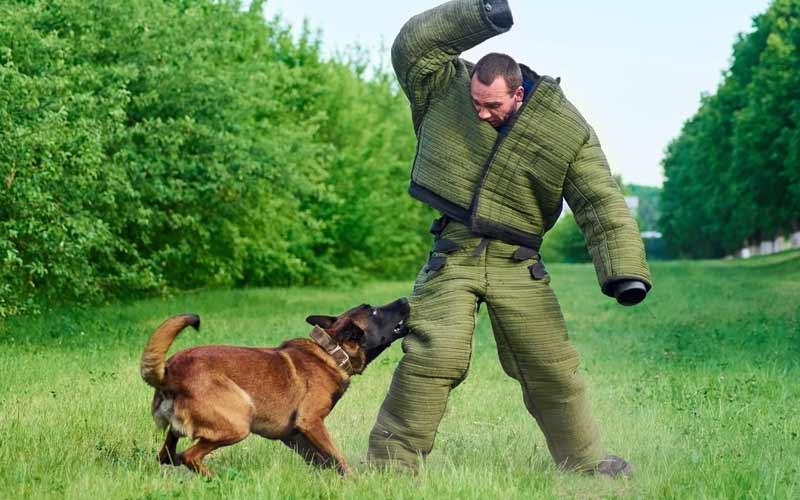 Should Dogs Be Trained to Avoid Interaction With Strangers