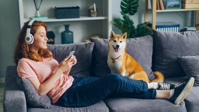 How to expose your dog to new sounds and experiences safely